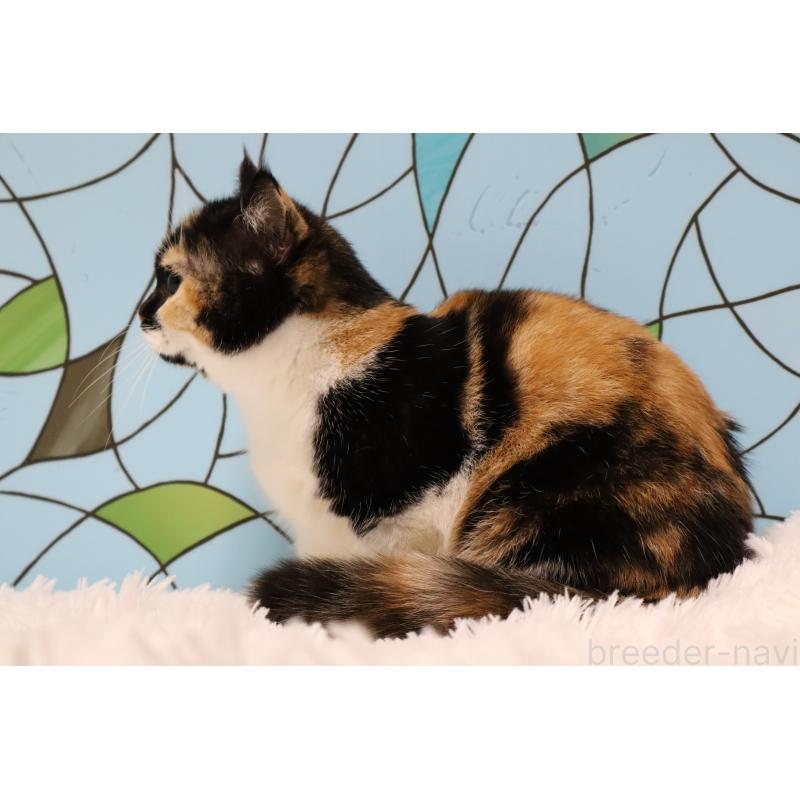 販売中の東京都のマンチカン(短足)-133890の3枚目