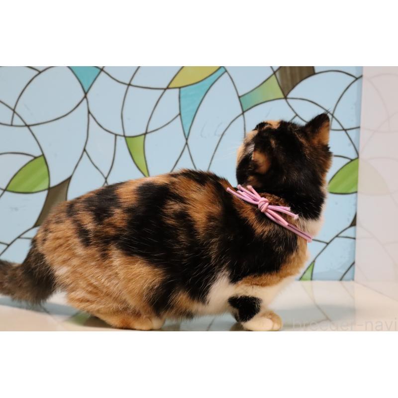 販売中の東京都のマンチカン(短足)-133890の2枚目