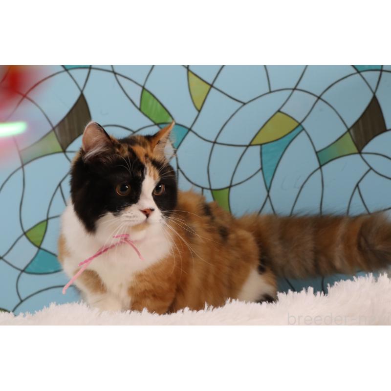 販売中の東京都のマンチカン(短足)-133888の4枚目