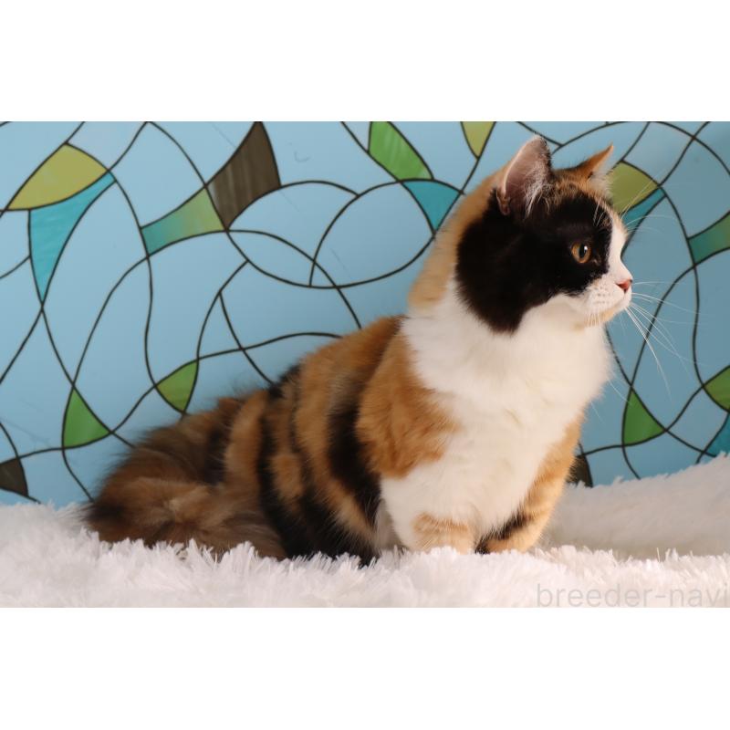 販売中の東京都のマンチカン(短足)-133888の3枚目