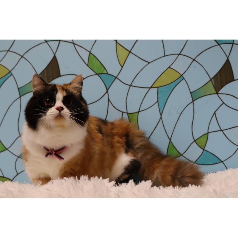 販売中の東京都のマンチカン(短足)-133888の2枚目