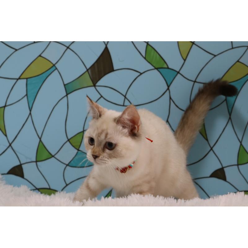 販売中の東京都のマンチカン-133891の5枚目