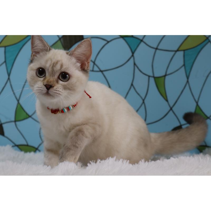 販売中の東京都のマンチカン-133891の4枚目