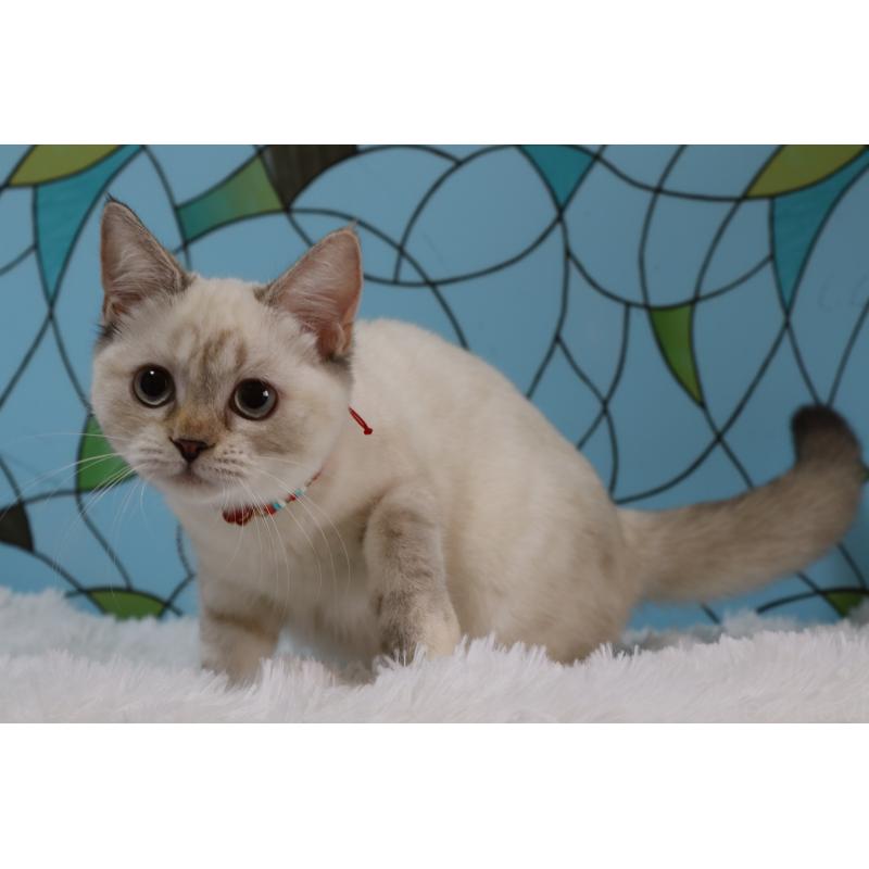 販売中の東京都のマンチカン-133891の3枚目