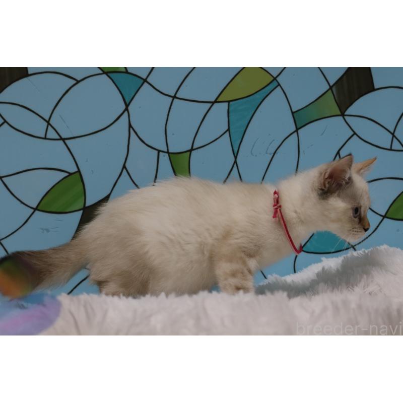 販売中の東京都のマンチカン-133891の2枚目