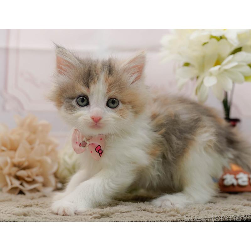 販売中の神奈川県のノルウェージャンフォレストキャット-133913の14枚目