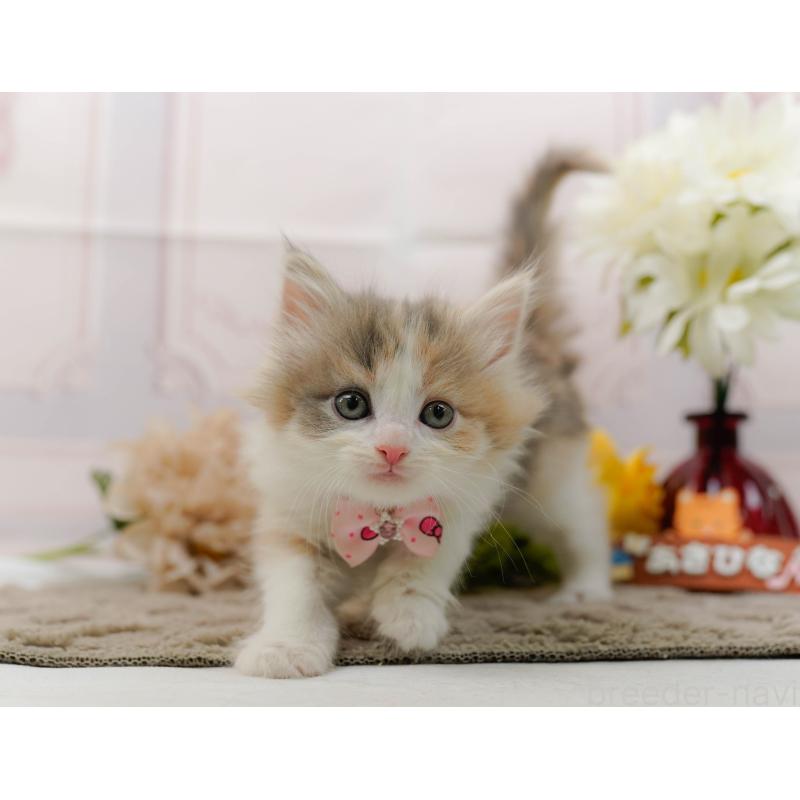 販売中の神奈川県のノルウェージャンフォレストキャット-133913の13枚目