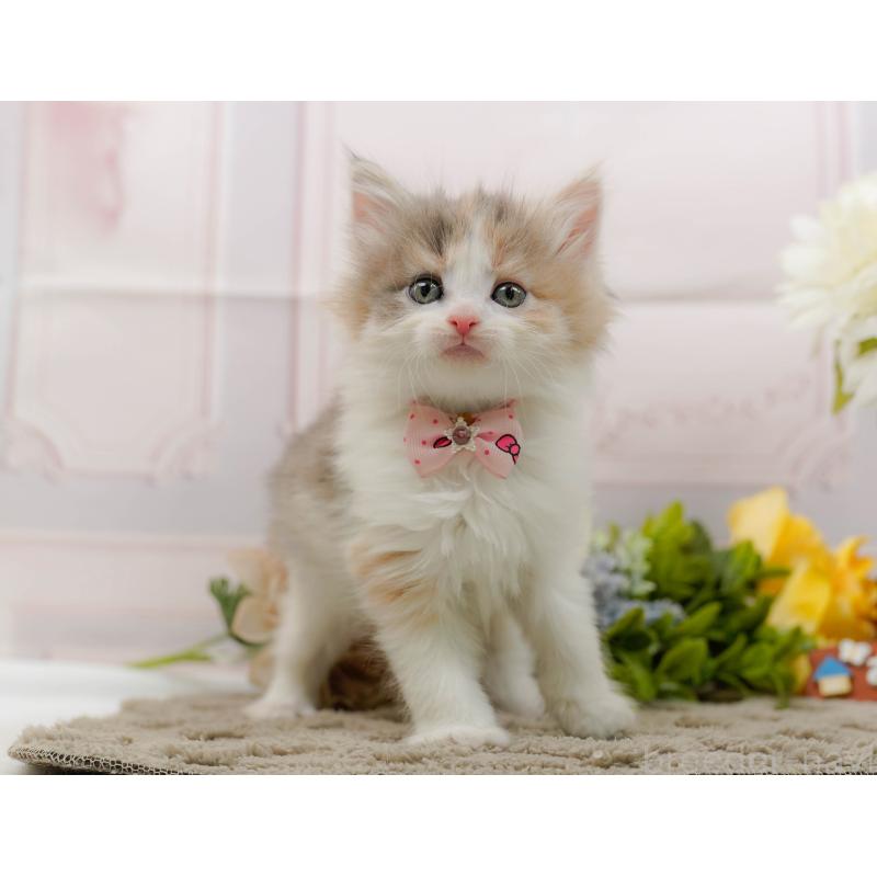 販売中の神奈川県のノルウェージャンフォレストキャット-133913の12枚目