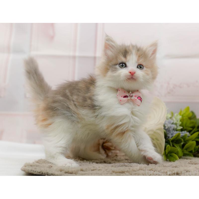 販売中の神奈川県のノルウェージャンフォレストキャット-133913の11枚目