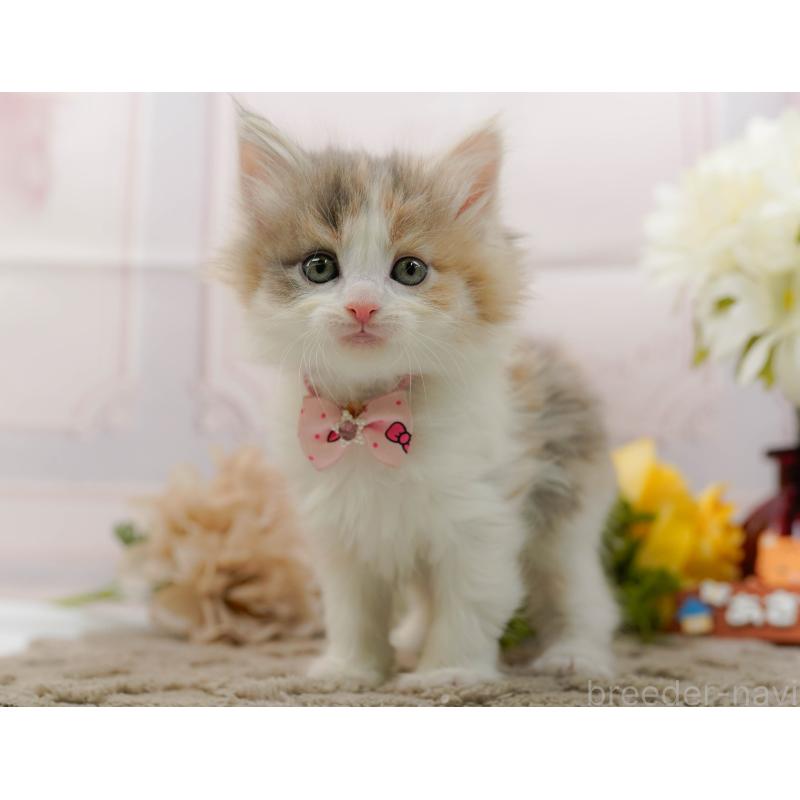 販売中の神奈川県のノルウェージャンフォレストキャット-133913の10枚目