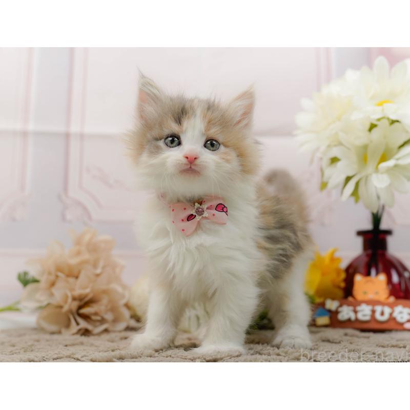 販売中の神奈川県のノルウェージャンフォレストキャット-133913の9枚目