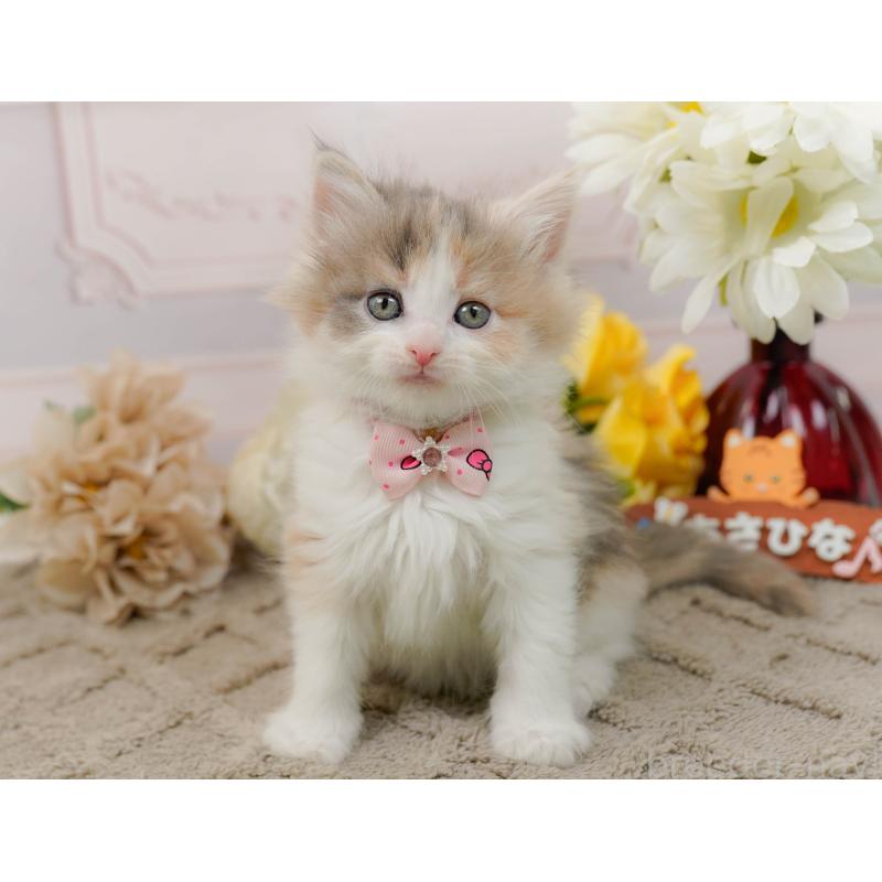 販売中の神奈川県のノルウェージャンフォレストキャット-133913の8枚目