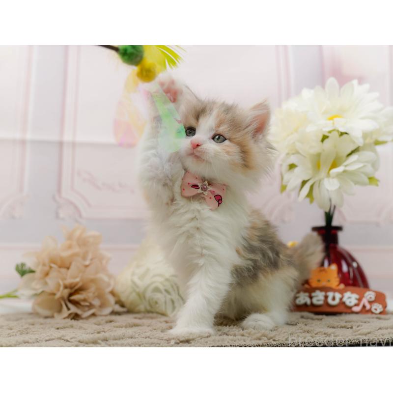 販売中の神奈川県のノルウェージャンフォレストキャット-133913の7枚目