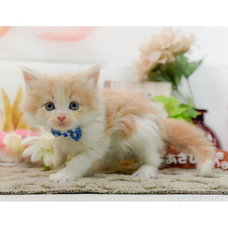 販売中の神奈川県のノルウェージャンフォレストキャット-133915の13枚目