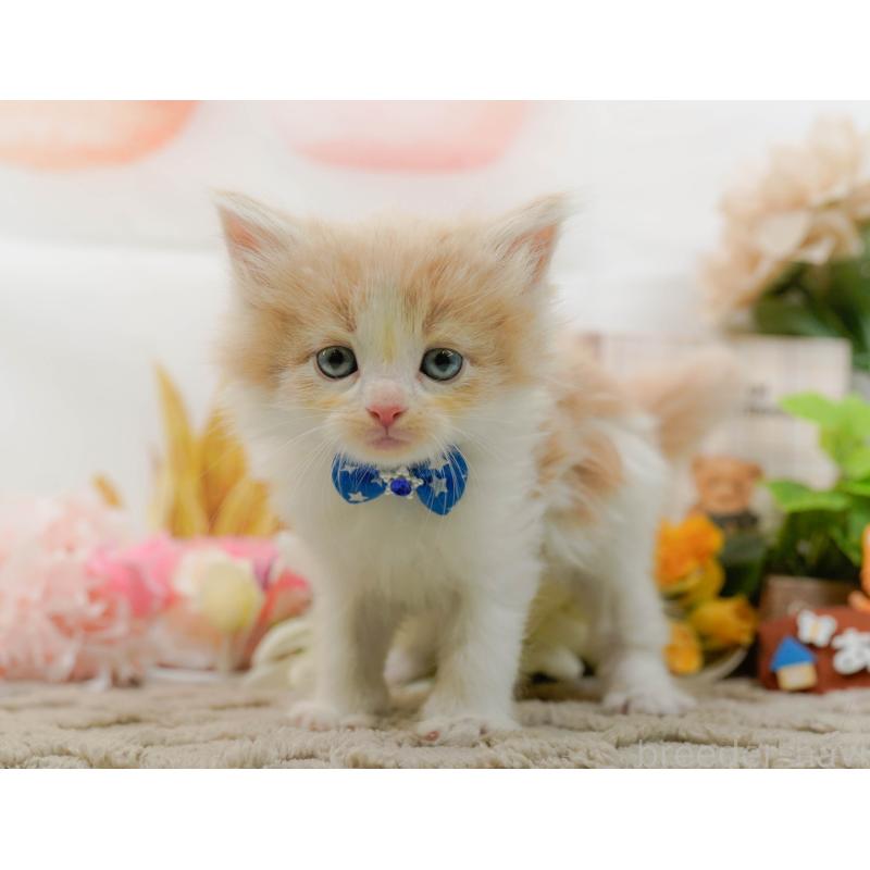 販売中の神奈川県のノルウェージャンフォレストキャット-133915の12枚目