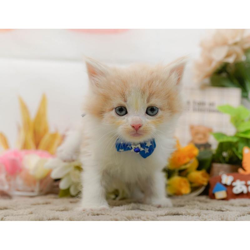 販売中の神奈川県のノルウェージャンフォレストキャット-133915の11枚目