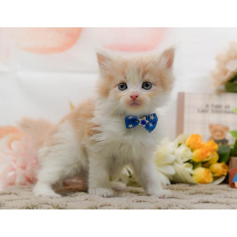 販売中の神奈川県のノルウェージャンフォレストキャット-133915の10枚目