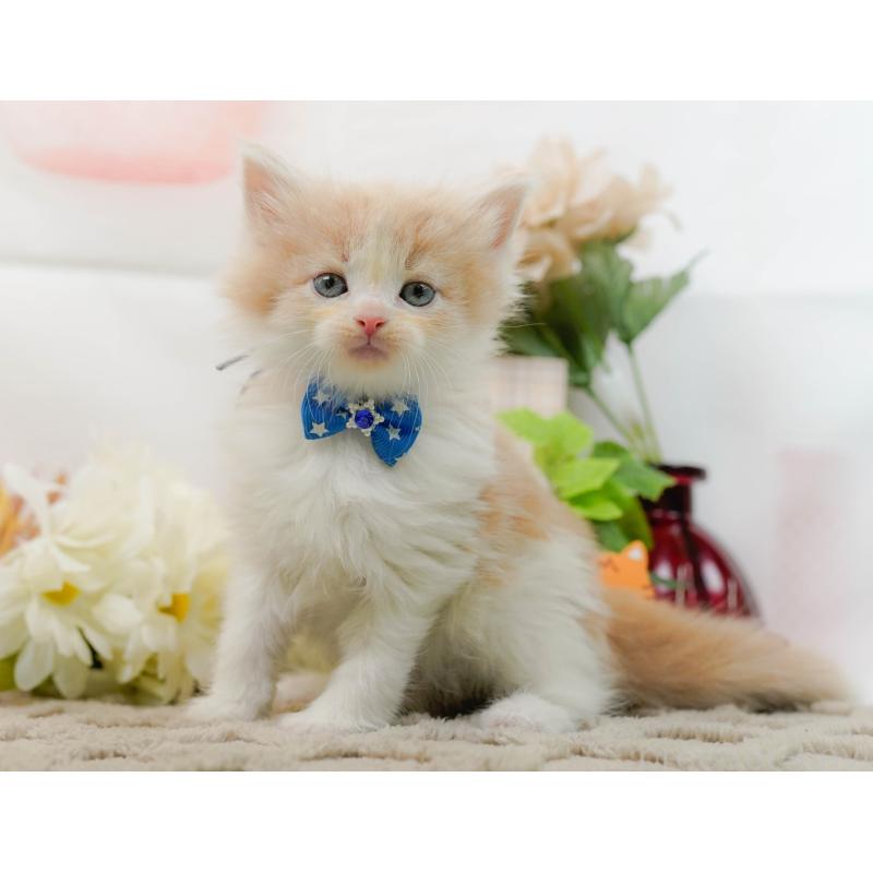 販売中の神奈川県のノルウェージャンフォレストキャット-133915の9枚目