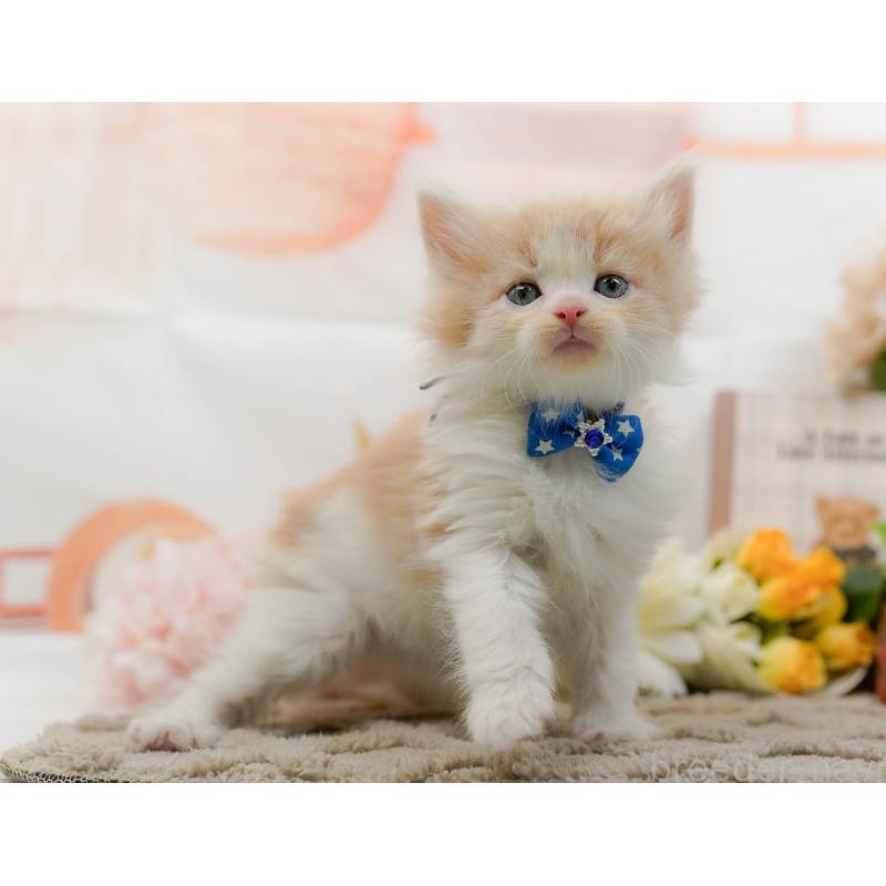 販売中の神奈川県のノルウェージャンフォレストキャット-133915の8枚目