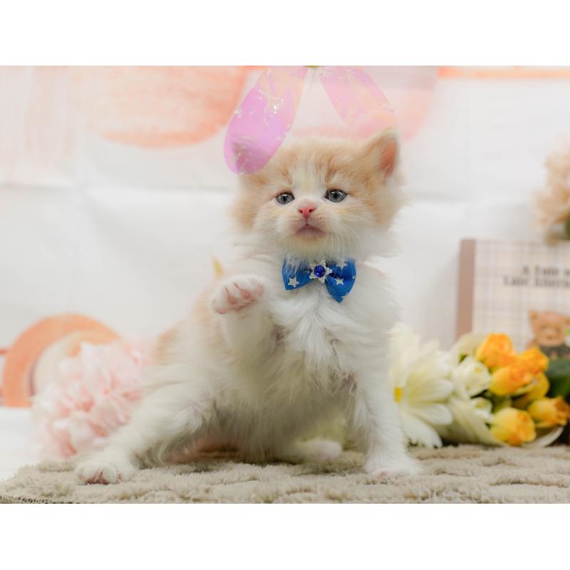 販売中の神奈川県のノルウェージャンフォレストキャット-133915の7枚目