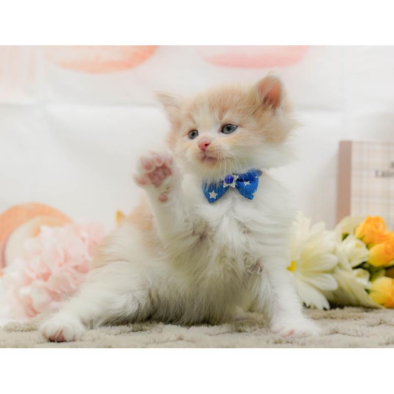 販売中の神奈川県のノルウェージャンフォレストキャット-133915の6枚目