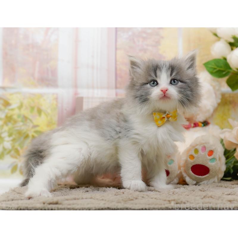 販売中の神奈川県のノルウェージャンフォレストキャット-133916の13枚目