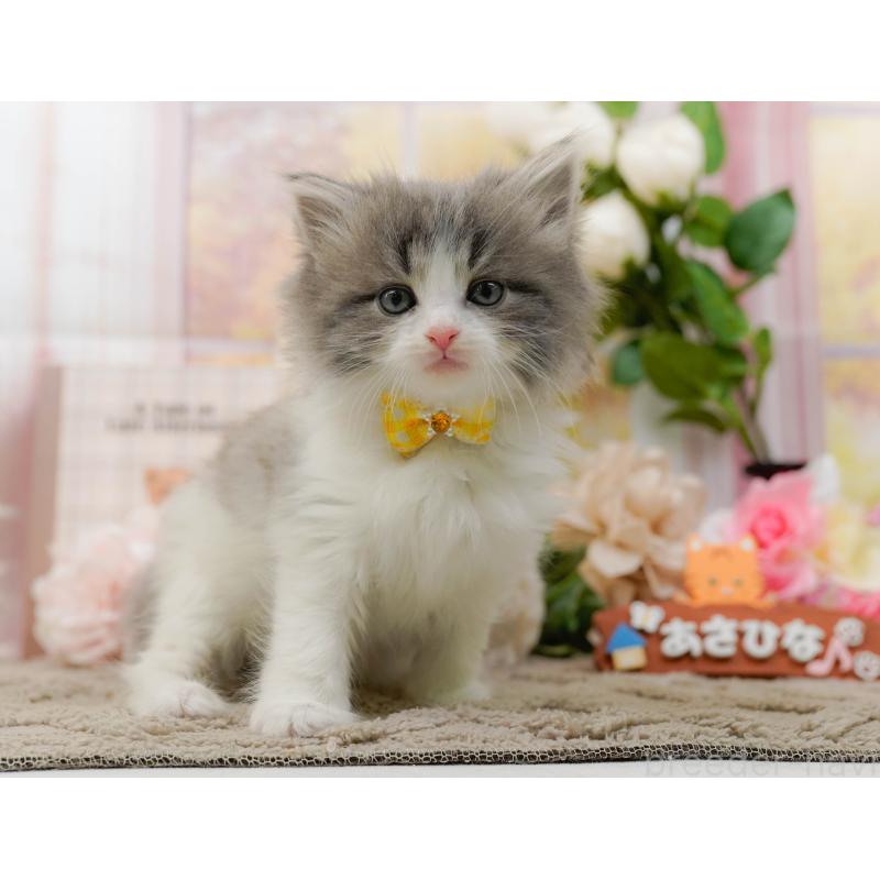 販売中の神奈川県のノルウェージャンフォレストキャット-133916の12枚目