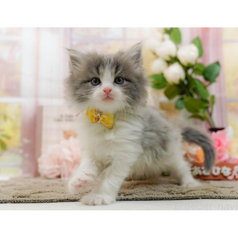 販売中の神奈川県のノルウェージャンフォレストキャット-133916の11枚目