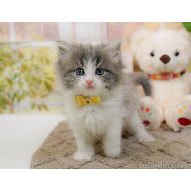 販売中の神奈川県のノルウェージャンフォレストキャット-133916の10枚目