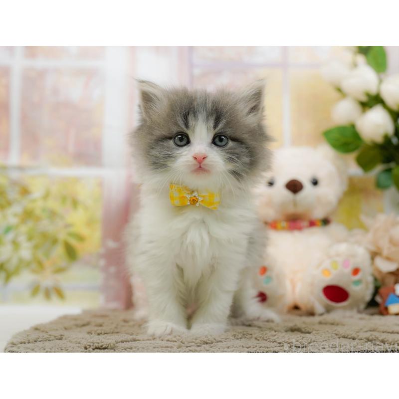 販売中の神奈川県のノルウェージャンフォレストキャット-133916の9枚目