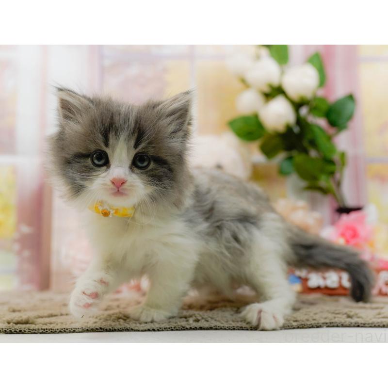 販売中の神奈川県のノルウェージャンフォレストキャット-133916の8枚目