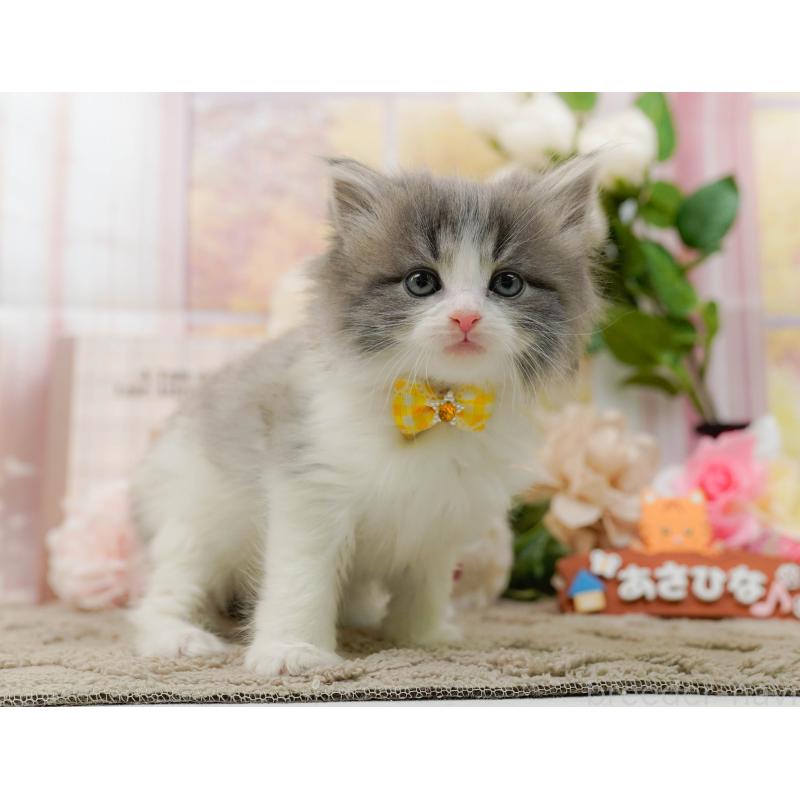 販売中の神奈川県のノルウェージャンフォレストキャット-133916の7枚目