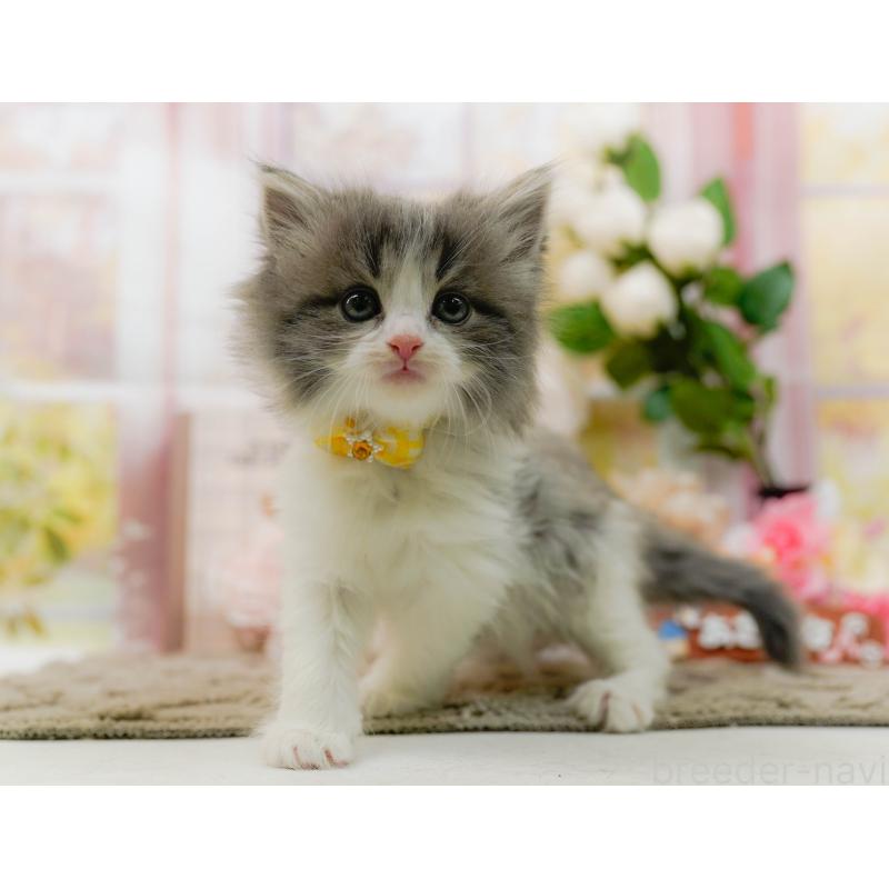 販売中の神奈川県のノルウェージャンフォレストキャット-133916の6枚目