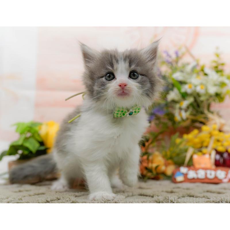 販売中の神奈川県のノルウェージャンフォレストキャット-133919の13枚目