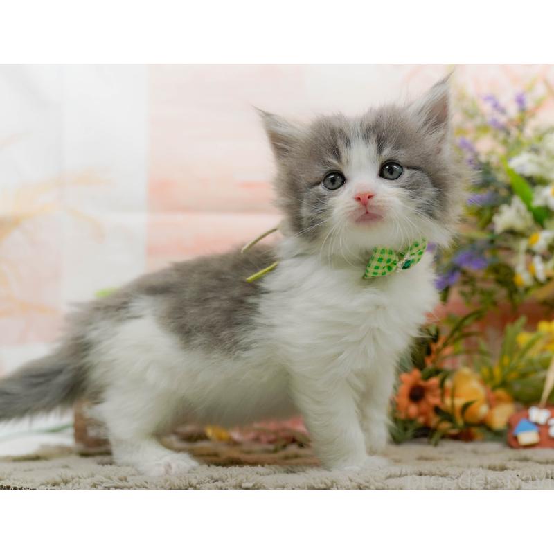 販売中の神奈川県のノルウェージャンフォレストキャット-133919の12枚目