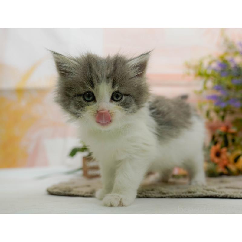 販売中の神奈川県のノルウェージャンフォレストキャット-133919の11枚目