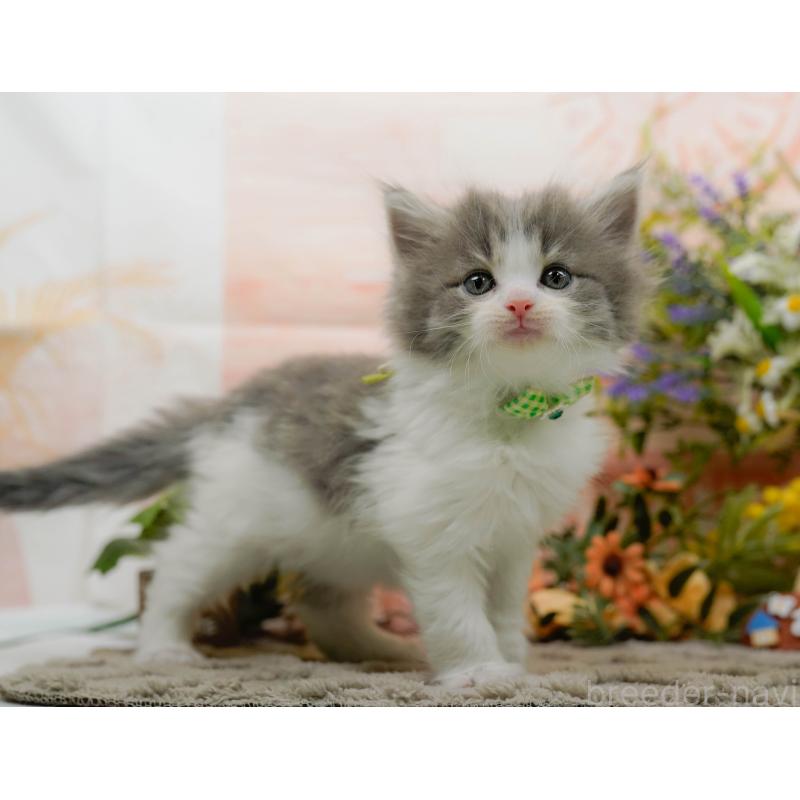 販売中の神奈川県のノルウェージャンフォレストキャット-133919の10枚目