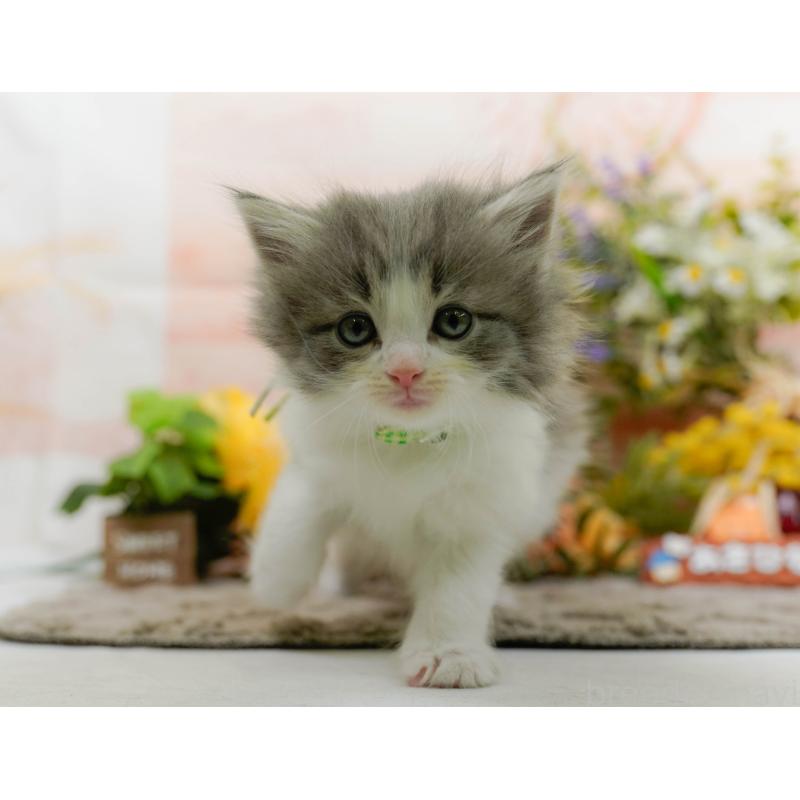 販売中の神奈川県のノルウェージャンフォレストキャット-133919の9枚目