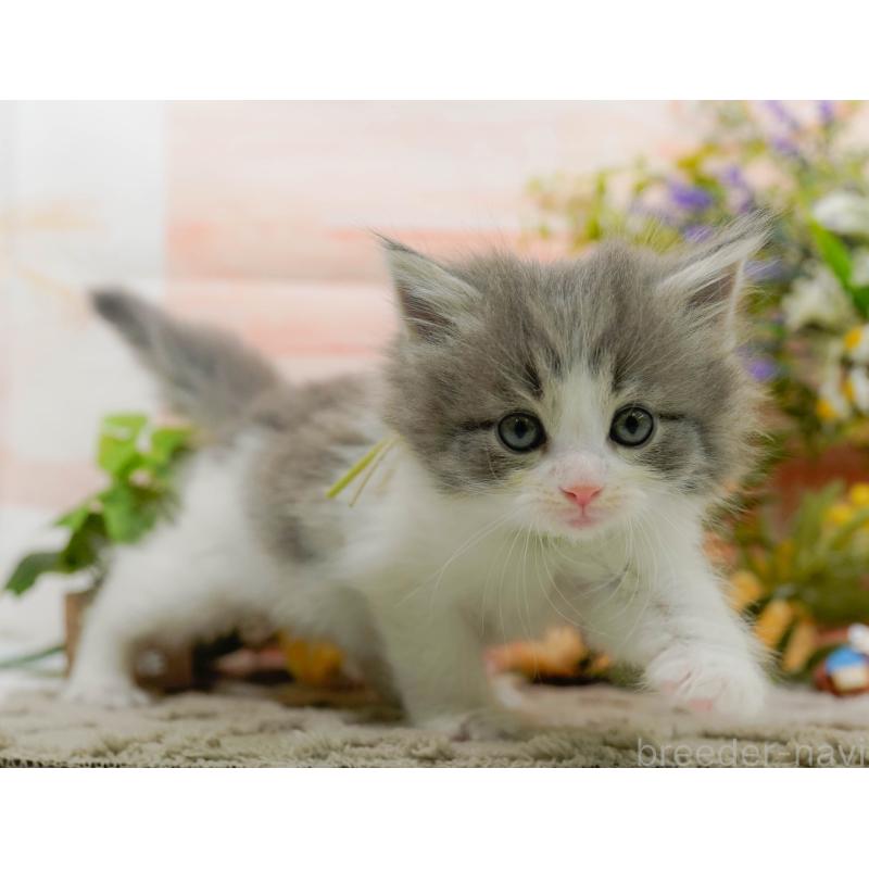 販売中の神奈川県のノルウェージャンフォレストキャット-133919の8枚目