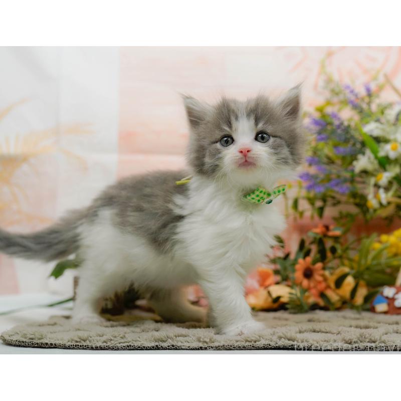 販売中の神奈川県のノルウェージャンフォレストキャット-133919の7枚目