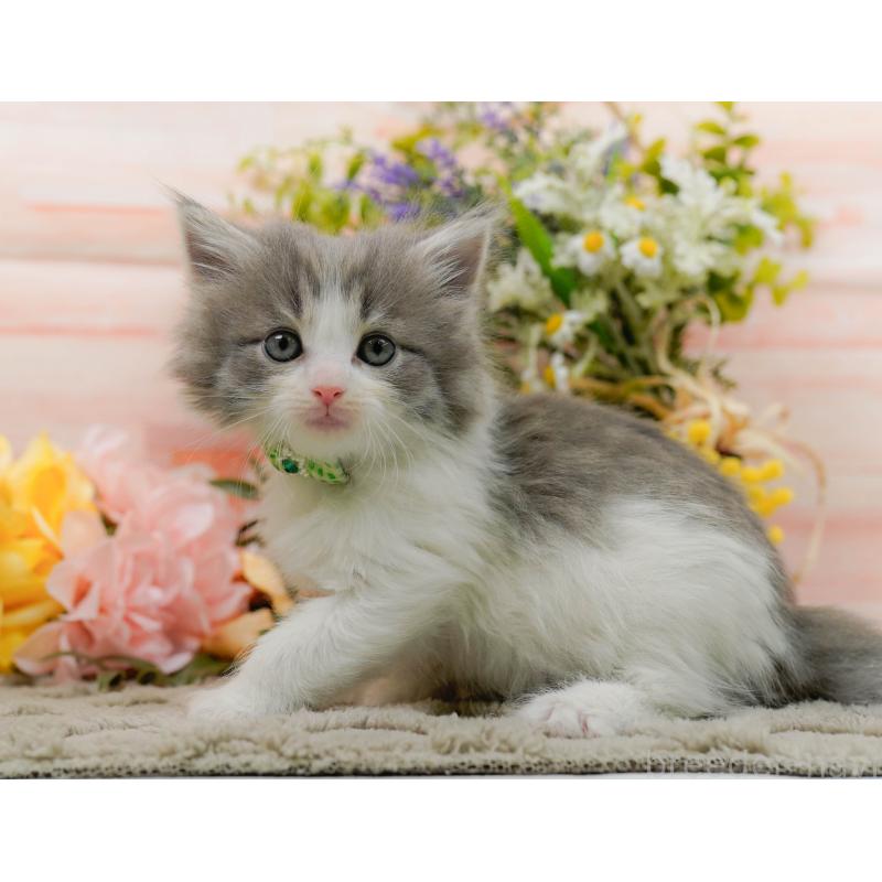 販売中の神奈川県のノルウェージャンフォレストキャット-133919の6枚目