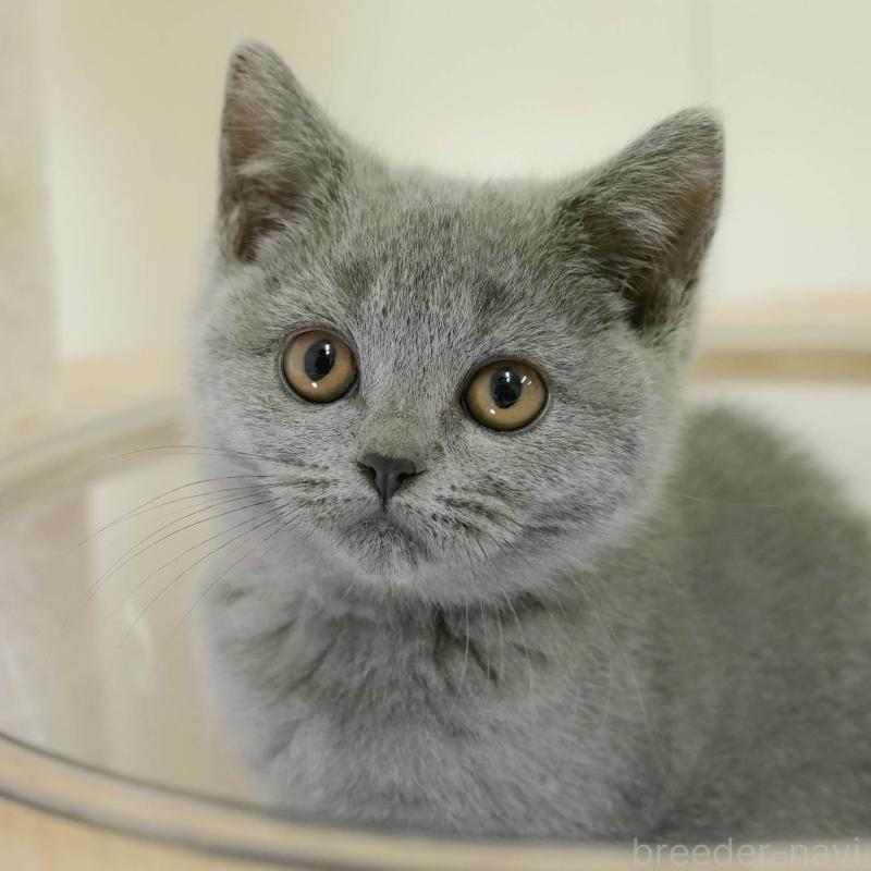 販売中の埼玉県のブリティッシュショートヘア-133942