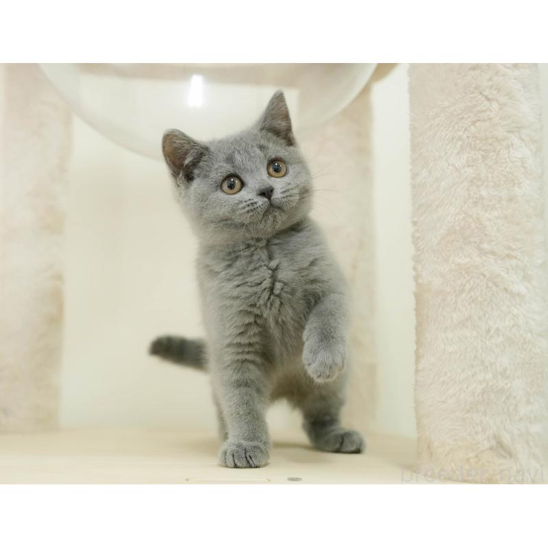 販売中の埼玉県のブリティッシュショートヘア-133942の11枚目