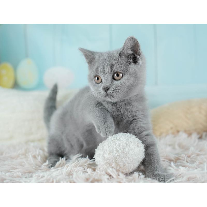 販売中の埼玉県のブリティッシュショートヘア-133942の10枚目