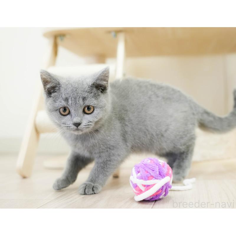 販売中の埼玉県のブリティッシュショートヘア-133942の9枚目