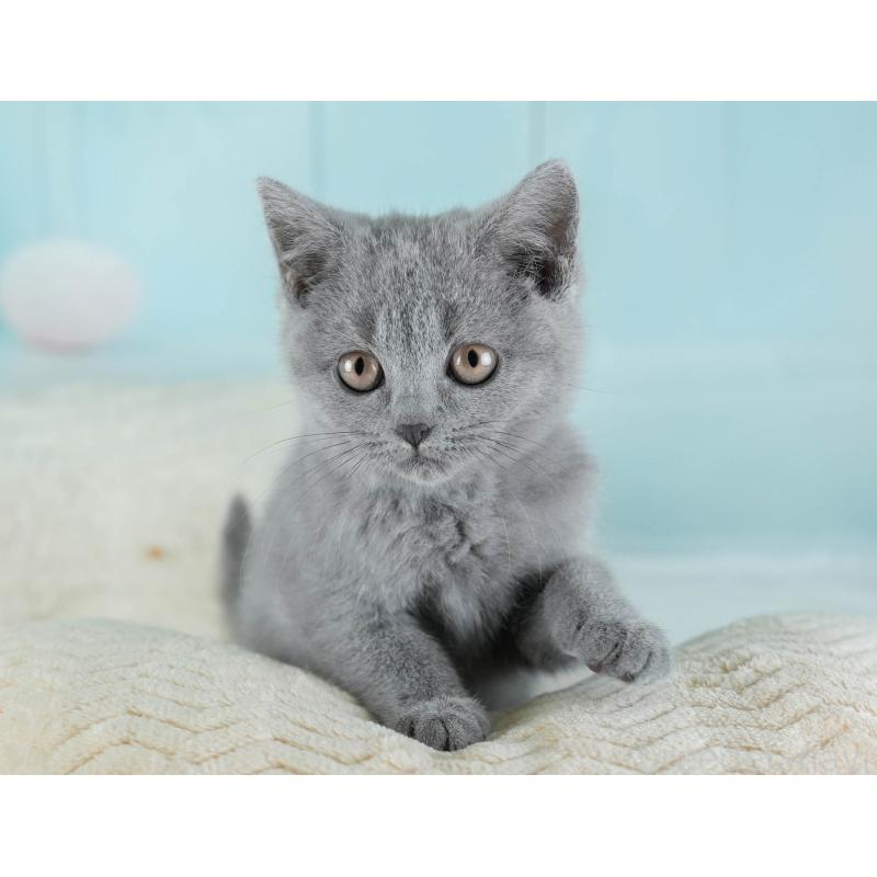 販売中の埼玉県のブリティッシュショートヘア-133942の8枚目