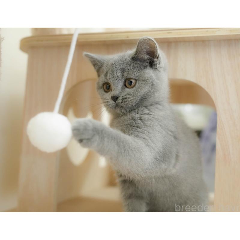 販売中の埼玉県のブリティッシュショートヘア-133942の7枚目