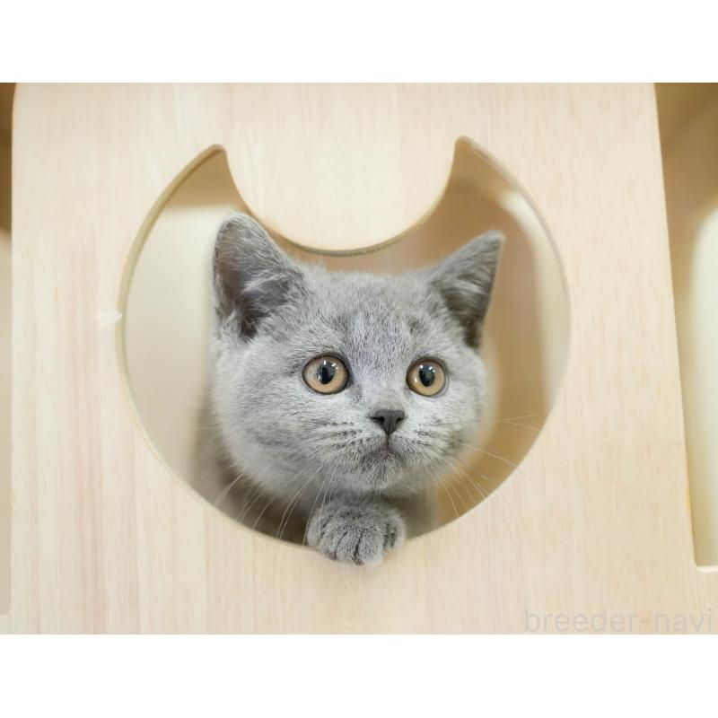 販売中の埼玉県のブリティッシュショートヘア-133942の6枚目