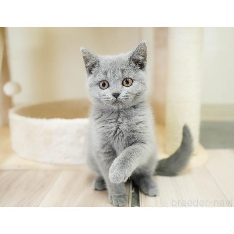 販売中の埼玉県のブリティッシュショートヘア-133942の5枚目