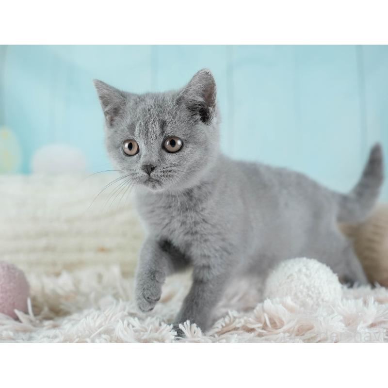 販売中の埼玉県のブリティッシュショートヘア-133942の4枚目